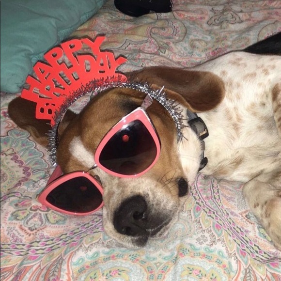 Meet your Posher, Abby - Picture 1 of 1